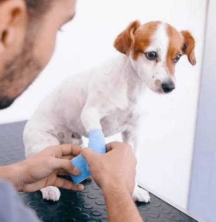KEDİ, KÖPEKLERDE BACAK KIRIĞI AMELİYATLARI 